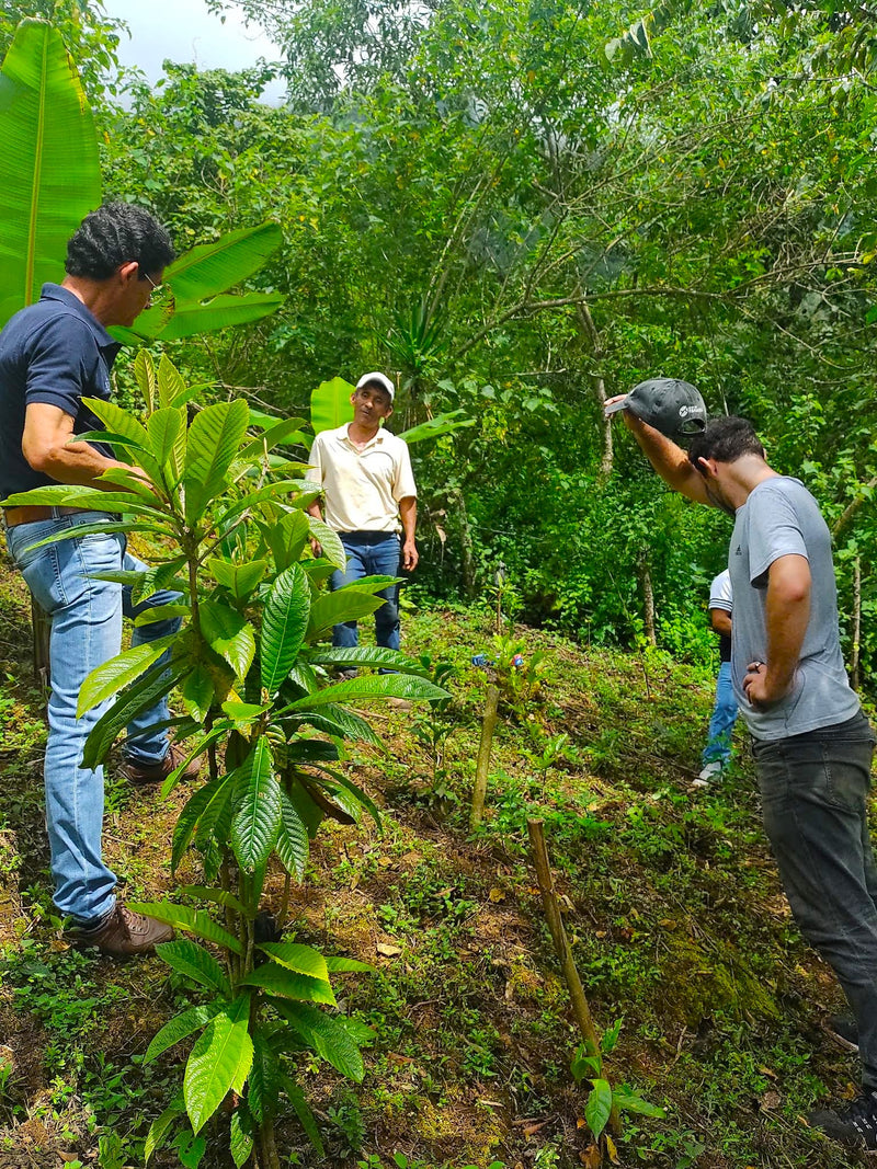 Mexico Oaxaca Pluma Santa Cruz Ozolotepec - *50575* - 25011 - GrainPro Bags - SPOT RCWHSE
