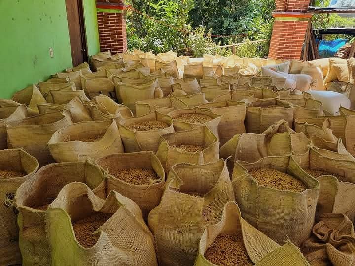 Mexico Oaxaca Pluma Sierra Sur Buenavista Loxicha - 39758 - Ecotact Bags - SPOT RCWHSE