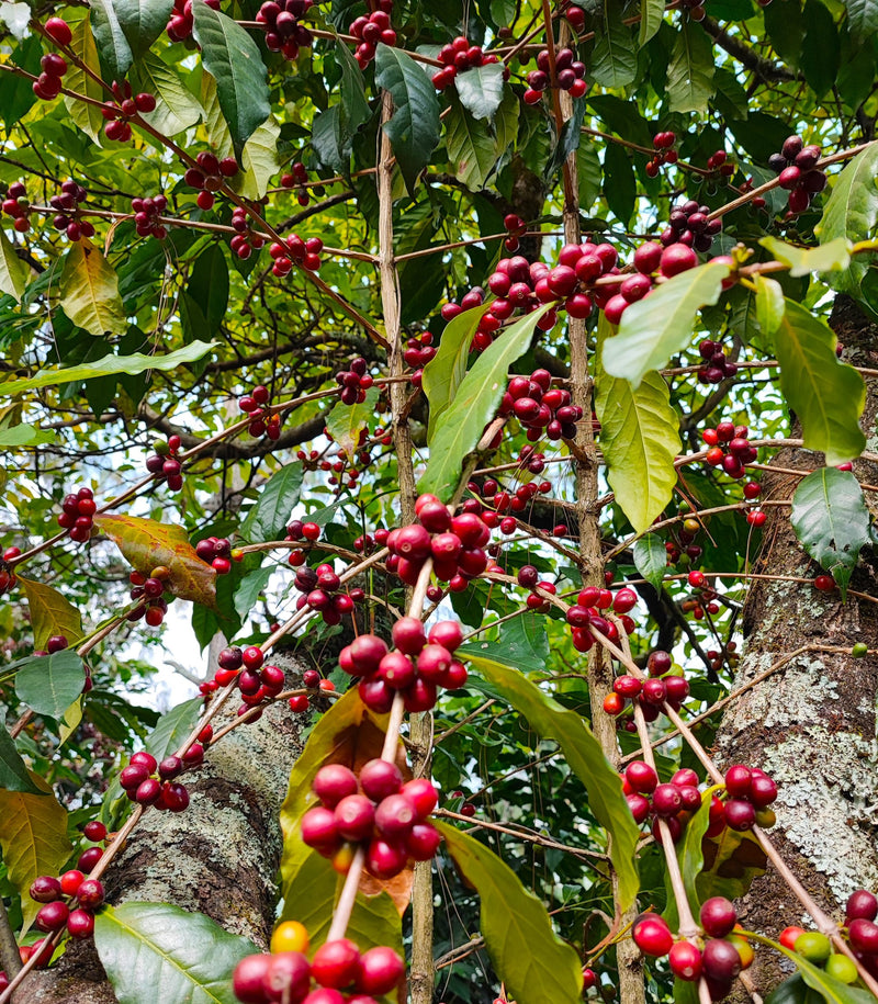 Mexico Oaxaca Sierra Mazateca Yoloxochitlan - 31325 - GrainPro Bags - SPOT RCWHSE