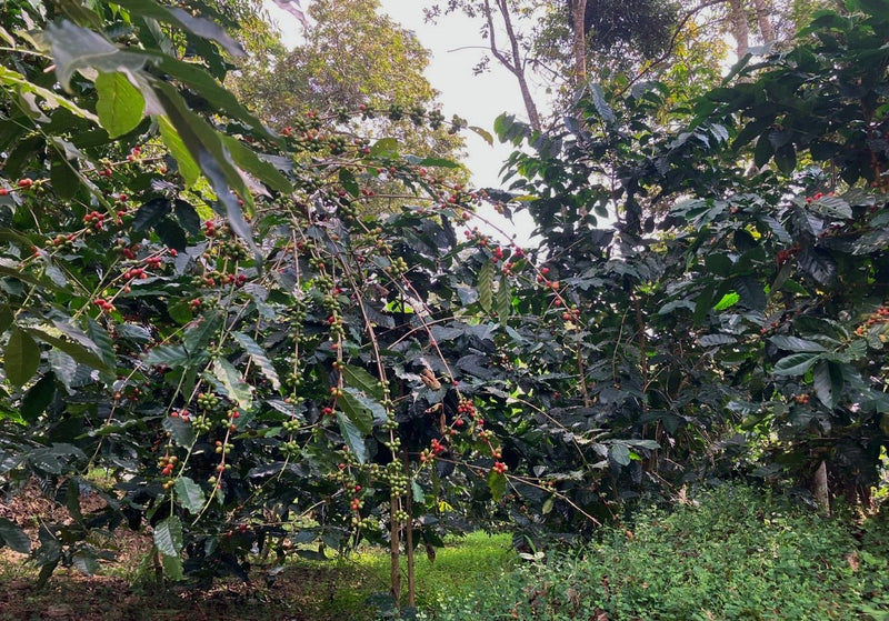 DECAF SUMATRA FT-FLO/USA ORGANIC ROYAL SELECT SWISS WATER PROCESS - 33489 - SPOT RCWHSE