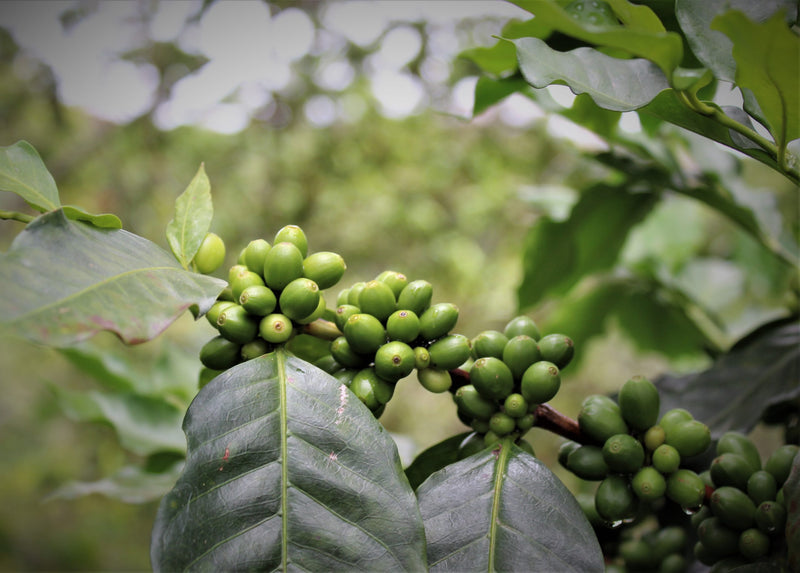 Mexico Oaxaca Pluma Sierra Sur Ozolotepec Natural - 31322 - GrainPro Bags - SPOT RCWHSE