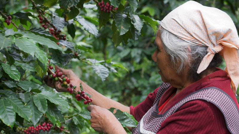 Mexico Veracruz Fatima Estate Natural Marsellesa - 31485 - GrainPro Bags - SPOT SEAFORTH