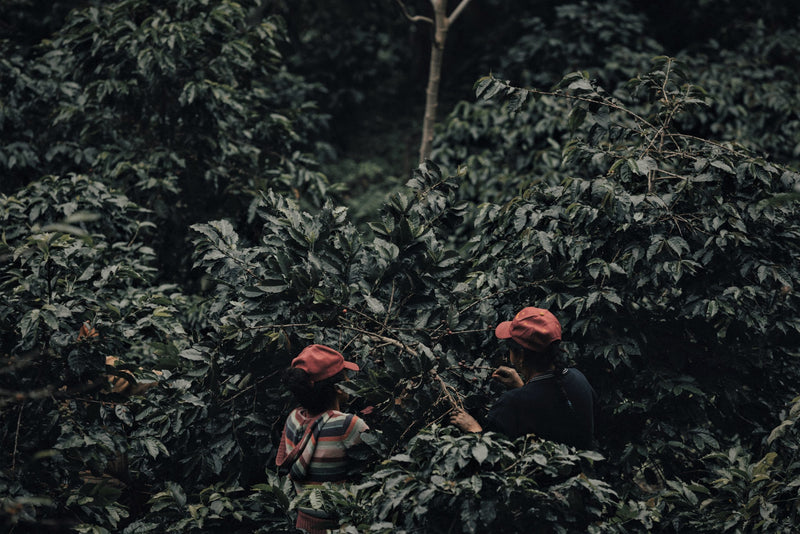 Mexico Veracruz Fatima Estate Natural Marsellesa - 31485 - GrainPro Bags - SPOT SHANGHAI