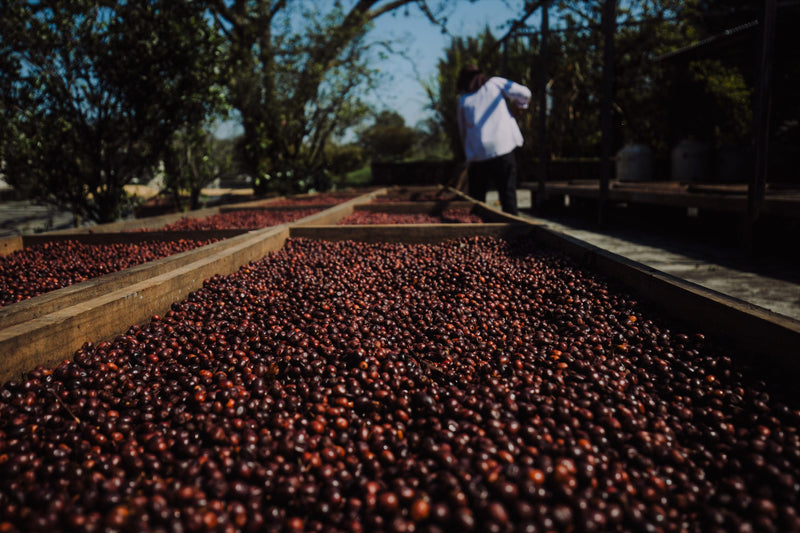 Mexico Veracruz Fatima Estate Natural Marsellesa - 31485 - GrainPro Bags - SPOT SHANGHAI