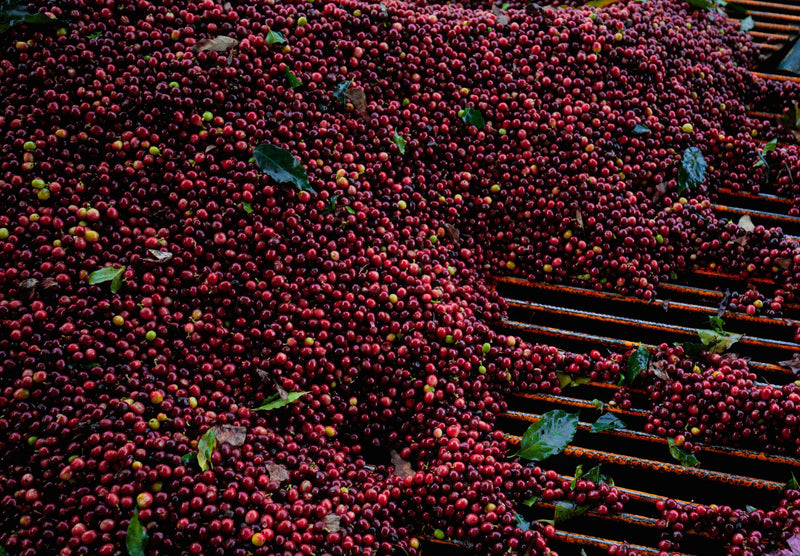 Mexico Veracruz Fatima Estate Natural Marsellesa - 31485 - GrainPro Bags - SPOT SHANGHAI