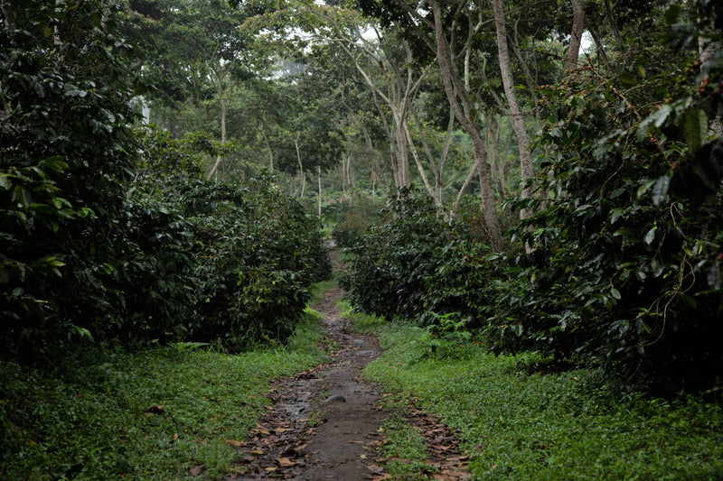 Mexico Veracruz Fatima Estate Natural Marsellesa - 31485 - GrainPro Bags - SPOT SEAFORTH