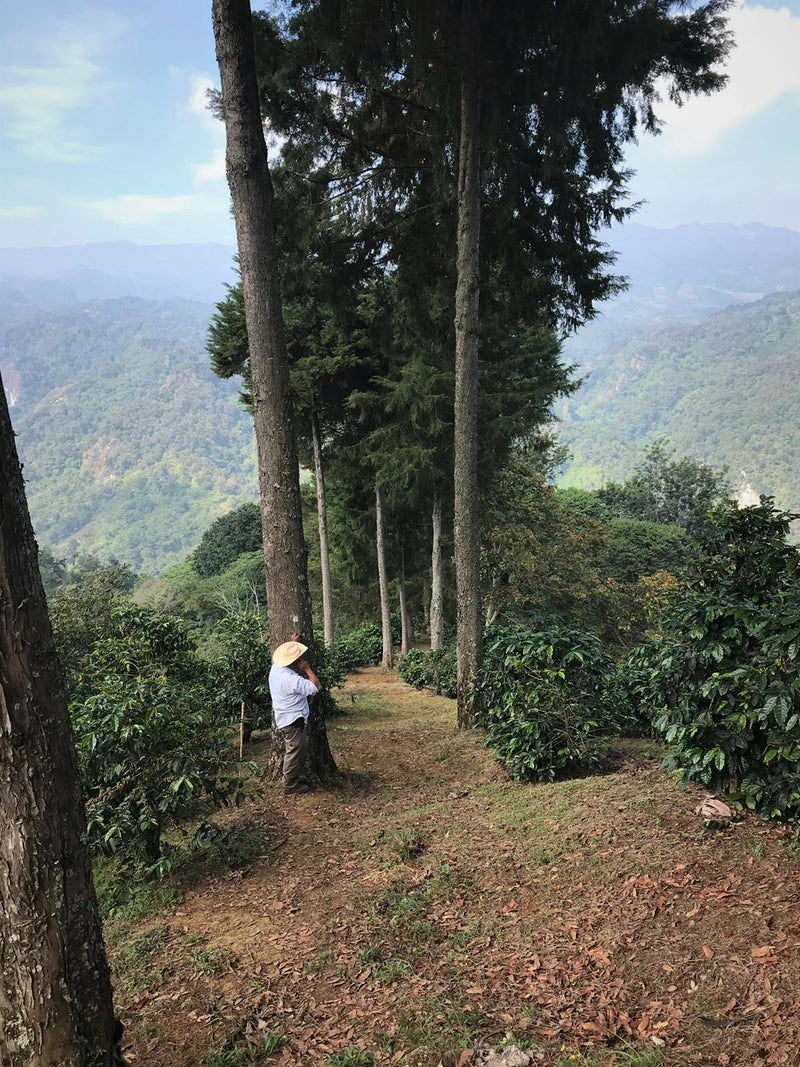 Mexico Veracruz Finca Las Trincheras Garnica  - Lot A - 31484 - GrainPro Bags - SPOT RCWHSE