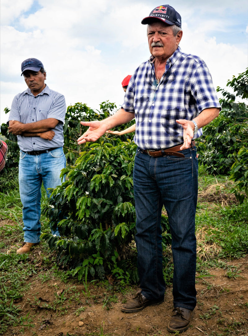Mexico Veracruz Finca Las Trincheras Garnica  - Lot A - 31484 - GrainPro Bags - SPOT SHANGHAI