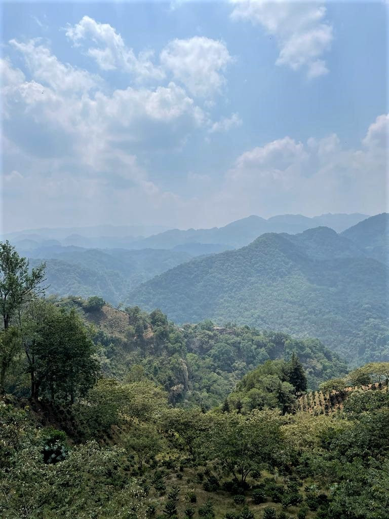 Mexico Veracruz Finca Las Trincheras Garnica  - Lot A - 31484 - GrainPro Bags - SPOT SHANGHAI