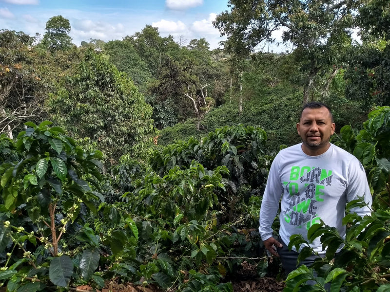 Colombia Cauca Piendamo A - *51426* - 24958 - GrainPro Bags - SPOT RCWHSE