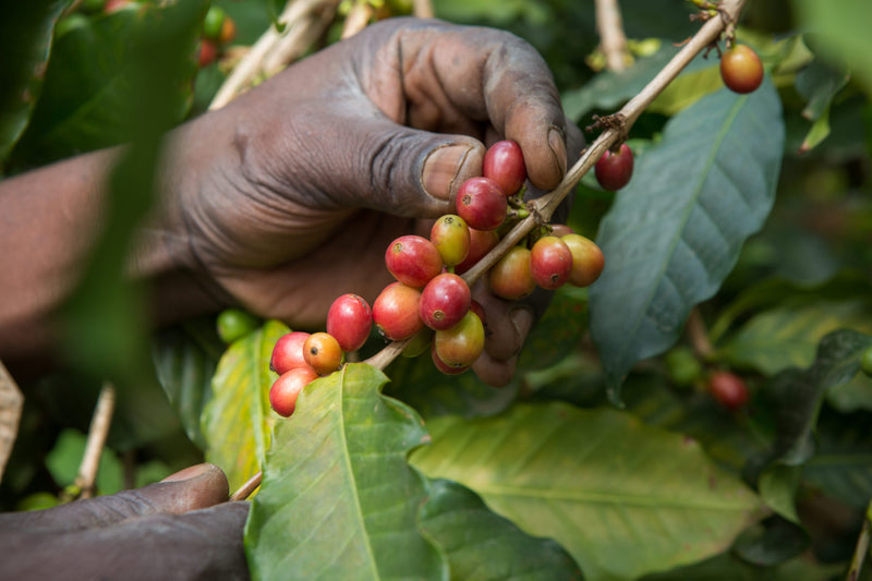 UGANDA ORGANIC MOUNTAIN HARVEST - 29851 - GrainPro Bags - SPOT RCWHSE