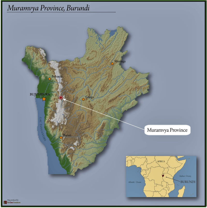 Crown Jewel Burundi Musumba Hill Bukeye Double Washed CJ1481 - Lot 1 *51962* - 27113 - SPOT RCWHSE