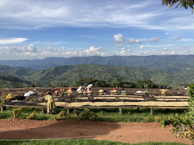 RWANDA FT-FLO ORGANIC DUKUNDE KAWA MBILIMA - 34941 - GrainPro Bags - SPOT RCWHSE