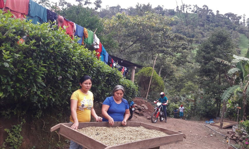 NICARAGUA FT-FLO ORGANIC COOMULFAC CAFE DE MUJERES SHG EP - 30556 - Ecotact Bags - SPOT RCWHSE