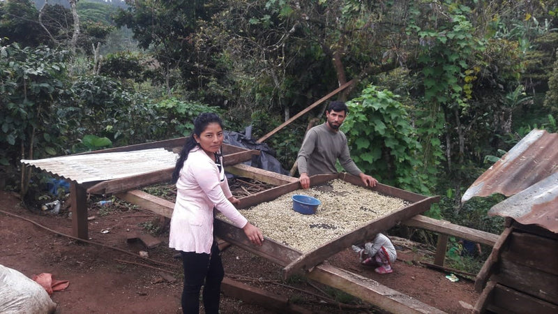 NICARAGUA FT-FLO ORGANIC COOMULFAC CAFE DE MUJERES SHG EP - 30556 - Ecotact Bags - SPOT RCWHSE