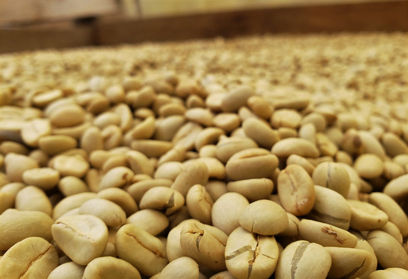 NICARAGUA FT ORGANIC SJ RIO COCO 22 DE MAYO - 29076 - Ecotact Bags - SPOT RCWHSE