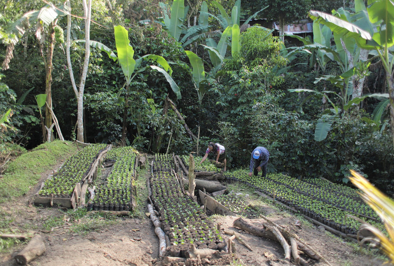 NICARAGUA FT ORGANIC SJ RIO COCO BENJAMIN CORNEJO - 29071 - Ecotact Bags - SPOT RCWHSE