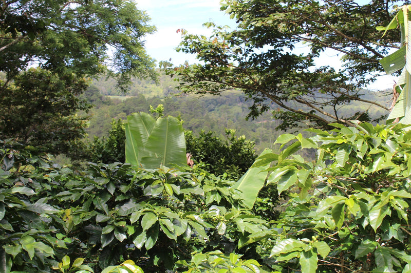 NICARAGUA FT ORGANIC SOMOTO LUIS ALBERTO - 29069 - Ecotact Bags - SPOT RCWHSE