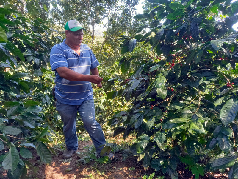 NICARAGUA FT-FLO ORGANIC REYNA DEL CAFE SHG EP - 33965 - Ecotact Bags - SPOT COSEATAC