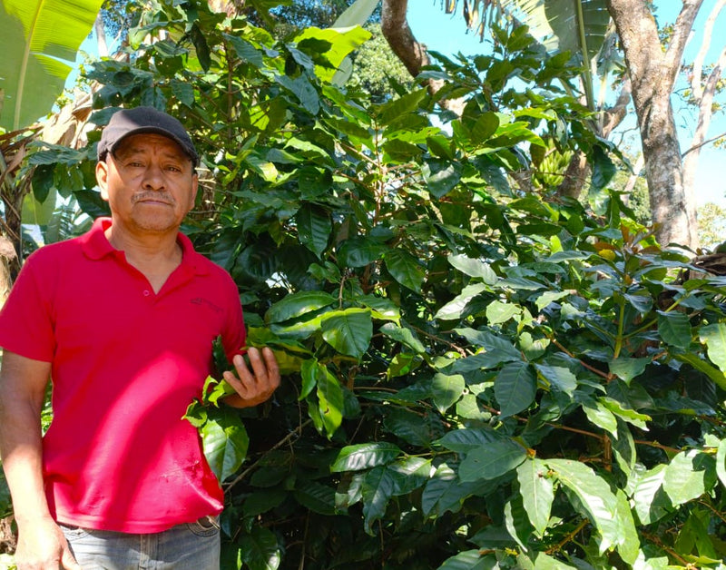 NICARAGUA ORGANIC LAS SEGOVIAS SHG EP - 33964 - Ecotact Bags - SPOT COSEATAC