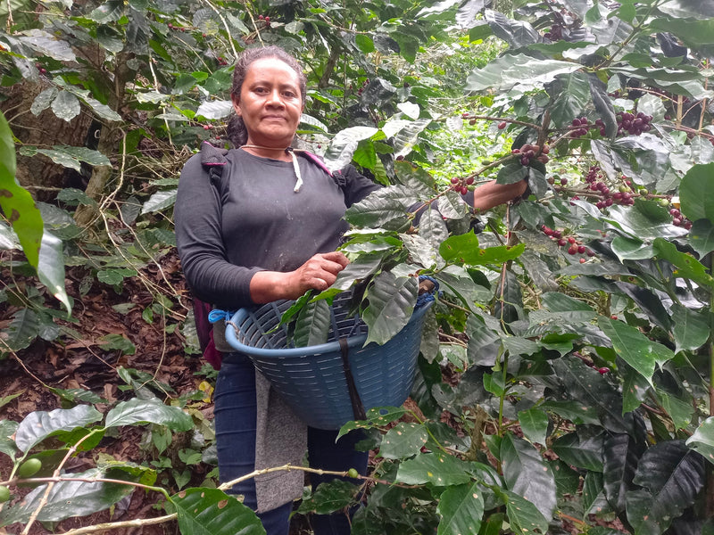 NICARAGUA ORGANIC LAS SEGOVIAS SHG EP - 33964 - Ecotact Bags - SPOT COSEATAC
