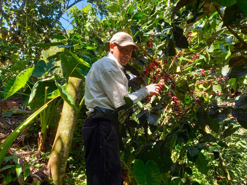 NICARAGUA ORGANIC LAS SEGOVIAS SHG EP - 33964 - Ecotact Bags - SPOT COSEATAC