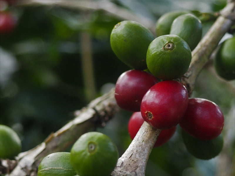 NICARAGUA ORGANIC FINCA EL PASTORAL NATURAL SHG EP CROWN JEWELS - 33714-1 - SPOT RCWHSE