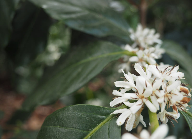 NICARAGUA ORGANIC GRUPO EDEN FINCA AGUACATAL - *50277* - 23654 - Ecotact Bags - SPOT RCWHSE