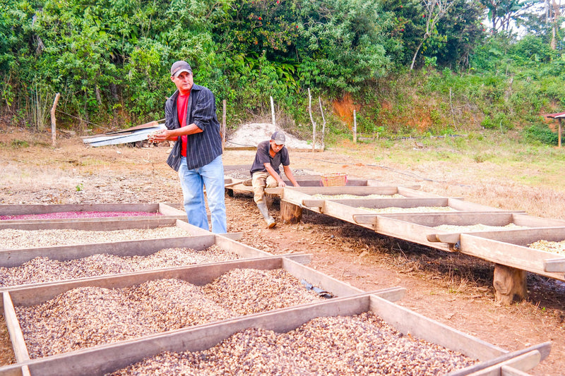 NICARAGUA ORGANIC SJ RIO COCO FUENTE DE BENDICION SHG EP - 33508 - Ecotact Bags - SPOT RCWHSE