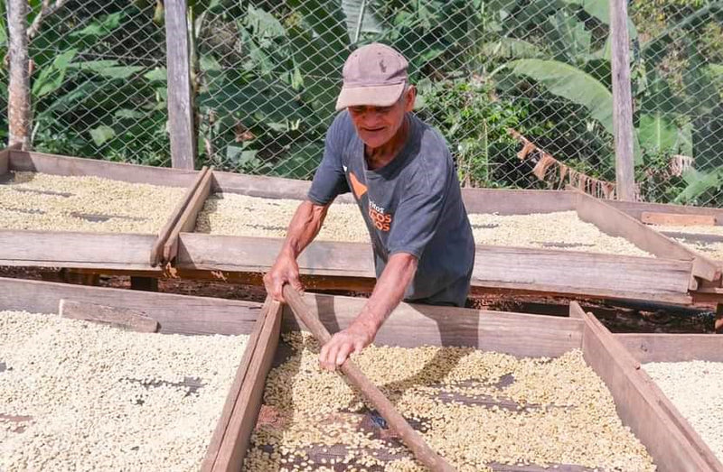 NICARAGUA ORGANIC SJ RIO COCO FUENTE DE BENDICION SHG EP - 33066 - SPOT RCWHSE