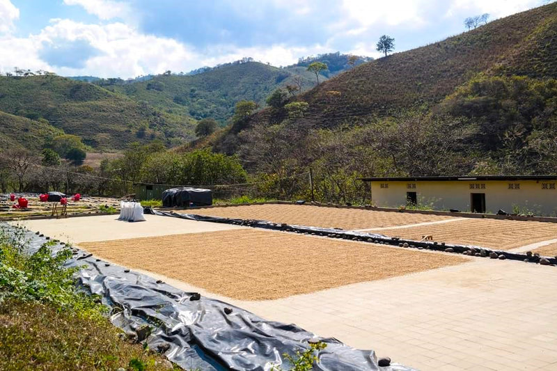 NICARAGUA ORGANIC SJ RIO COCO FUENTE DE BENDICION SHG EP - 33508 - Ecotact Bags - SPOT RCWHSE