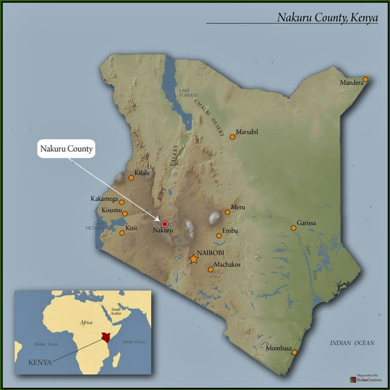 Kenya Nakuru Teremuka Estate AA - 10NG0099 - 28050 - 30.0 kg Box/Vacuum Pack - SPOT SHANGHAI