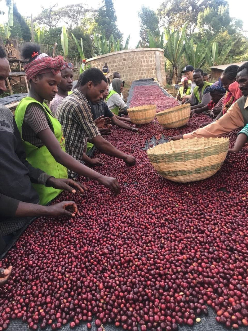 Ethiopia Gedeb 1 Natural Zero Defect 17 Screen - *50108-1* - 24726 - 30.0 kg Box/Vacuum Pack - SPOT RCWHSE