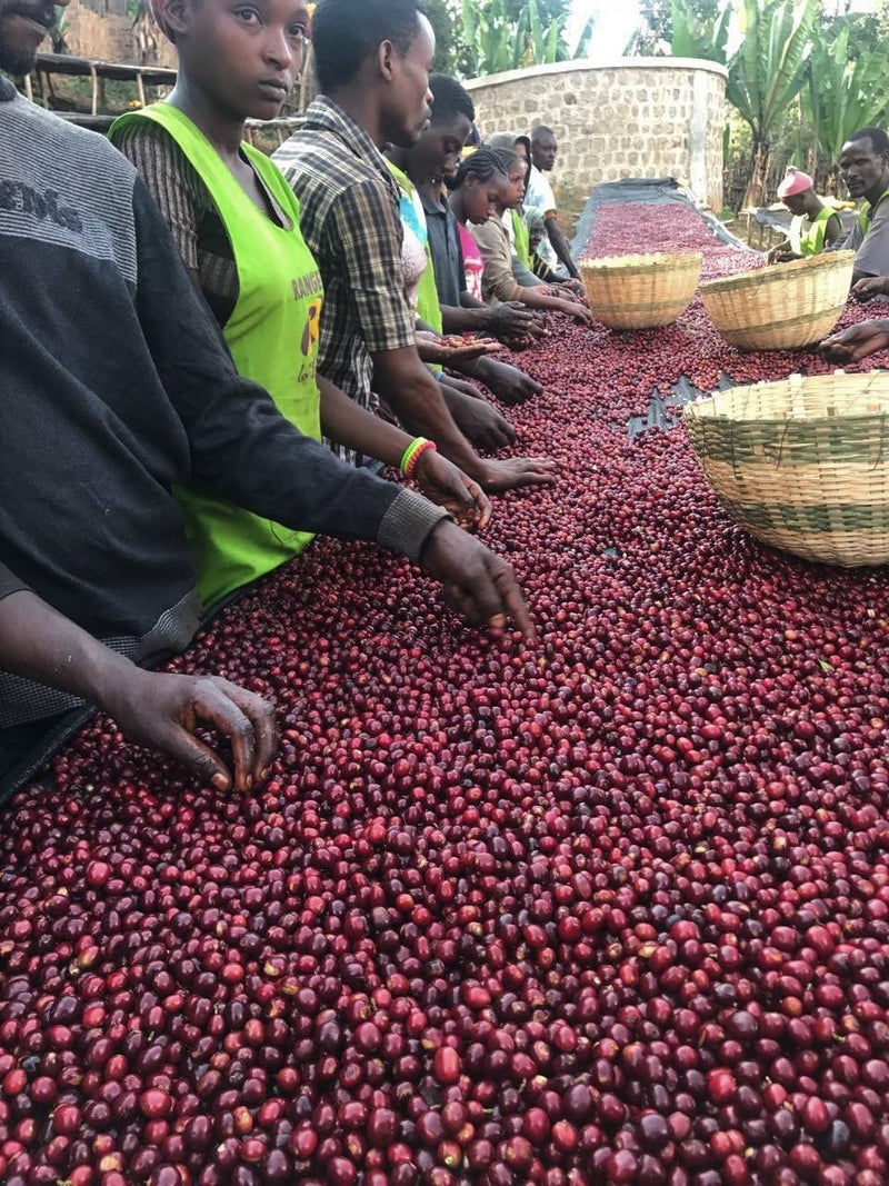 Ethiopia Gedeb 1 Natural Zero Defect 17 Screen - *50108-1* - 24726 - 30.0 kg Box/Vacuum Pack - SPOT RCWHSE