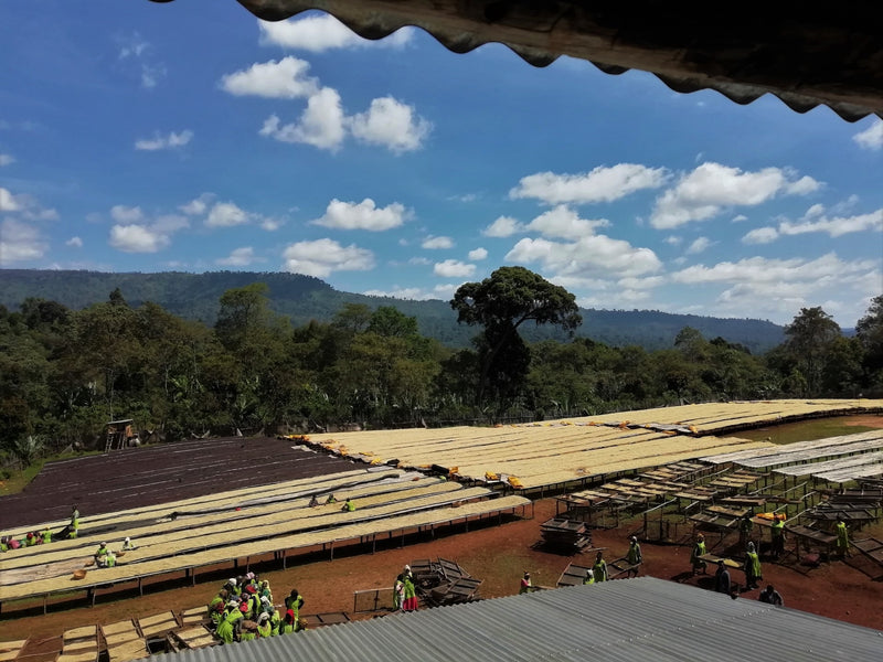 Ethiopia Gedeb 1 Natural Zero Defect 15/16 Screen - *50108* - 24725 - 30.0 kg Box/Vacuum Pack - SPOT RCWHSE