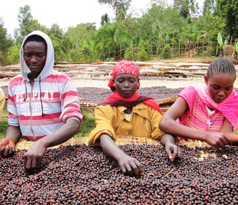 ETHIOPIA SIDAMA 3 NATURAL FT-FLO/USA ORGANIC HACHE - 30698 - Ecotact Bags - SPOT COSEATAC