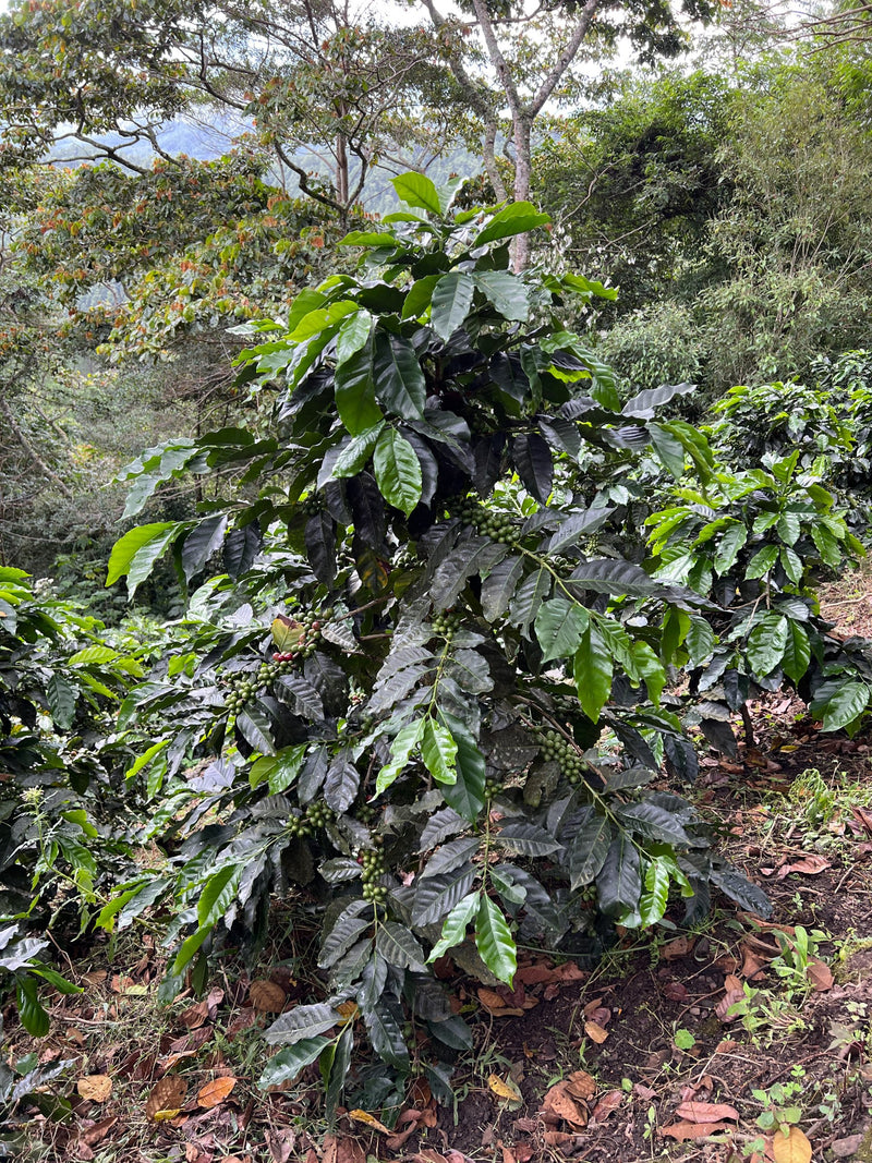 Nicaragua Loma Fria Cafetos Blend Caturra Catuai SHB EP - 33960 - SPOT RCWHSE