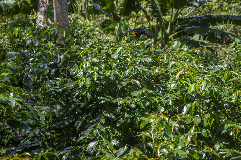 Nicaragua Loma Fria Cafetos Blend Caturra Catuai SHB EP - 33960 - SPOT RCWHSE