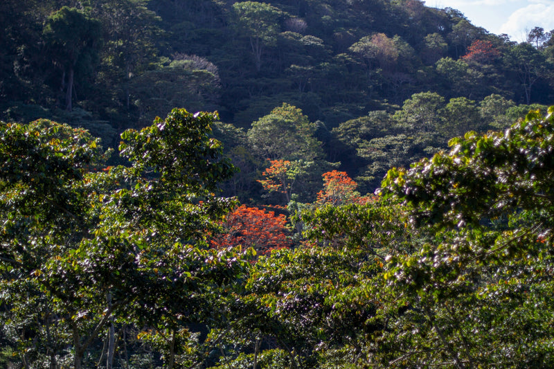 Nicaragua Nueva Segovia SHG EP - *50301* - 23822 - SPOT RCWHSE