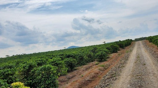 Nicaragua Robusta El Caribe Natural   - 36298 - SPOT RCWHSE