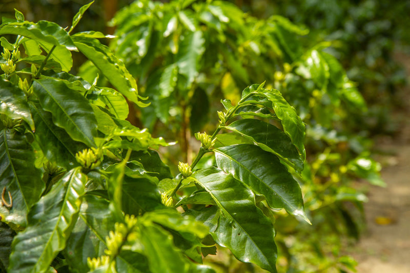 SUMATRA FT-FLO/USA ORGANIC BENER MERIAH PERMATA GAYO MANDHELING GRADE 1 - 36751 - SPOT COMIDWEST
