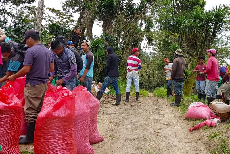 Nicaragua Segovia Diamante SHG EP - 36296 - SPOT RCWHSE