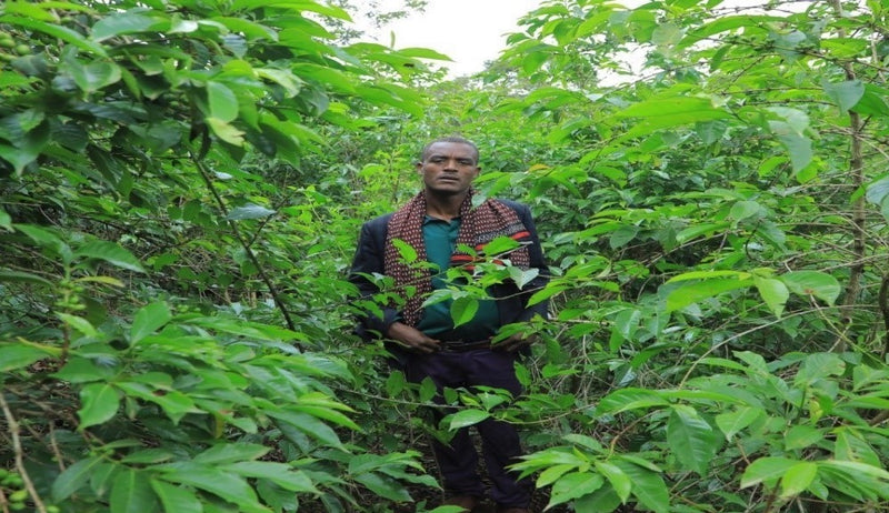ETHIOPIA YIRGACHEFFE 3 NATURAL ORGANIC NIGUSE JILO - *48905-2* - 25859 - GrainPro Bags - SPOT RCWHSE