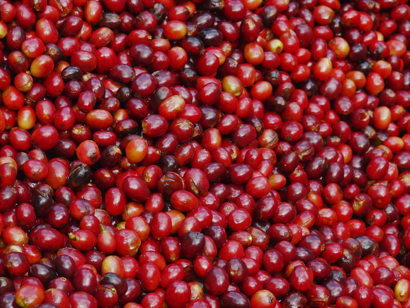 ETHIOPIA YIRGACHEFFE 3 NATURAL ORGANIC NIGUSE JILO - *48905-2W* - 25860 - GrainPro Bags - SPOT COSEATAC