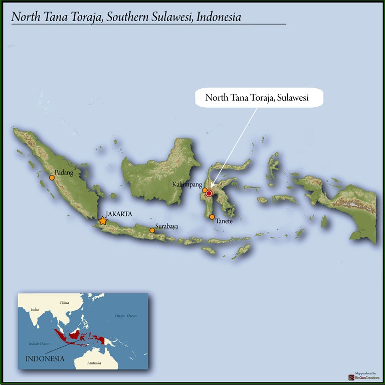Sulawesi Toraja Sapan Minanga Grade 1 - 34621 - GrainPro Bags - SPOT RCWHSE