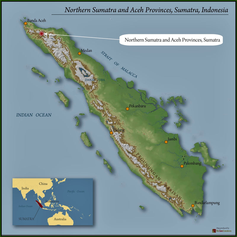 Sumatra Mandheling Grade 1 - 32179 - SPOT RCWHSE