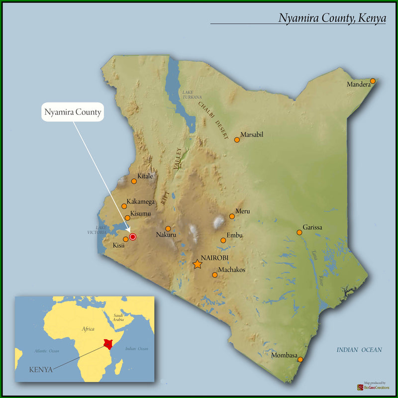 Kenya Nyamira Nyabomite Nyangoko AA - 10GS0041 - 33813 - 30.0 kg Box/Vacuum Pack - SPOT SHANGHAI
