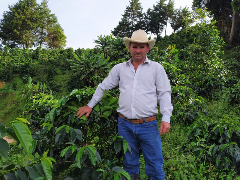 Colombia Huila Palestina Castillo A - 37895-1 - GrainPro Bags - SPOT COMIDWEST