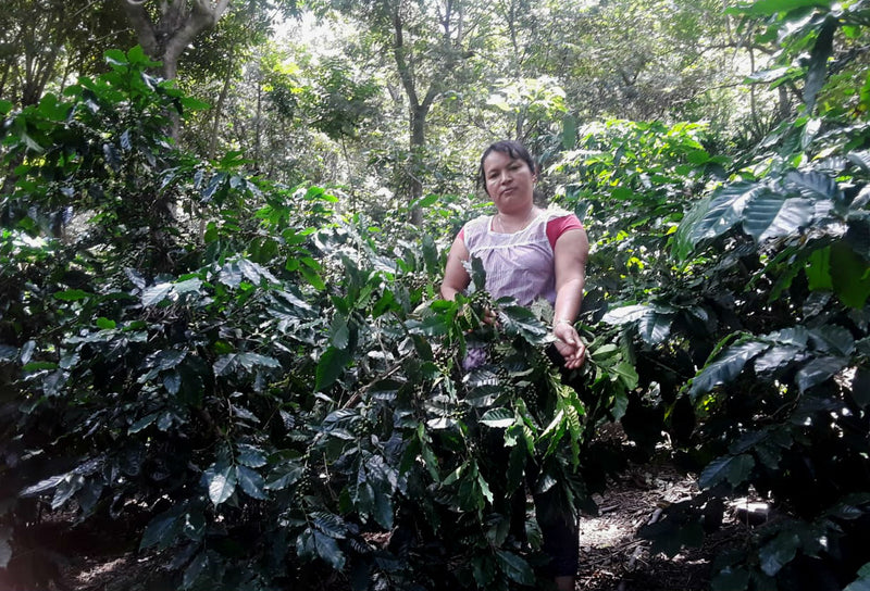 GUATEMALA FT ORGANIC ORFA CONSTANZA SHB EP - *50115V* - 25324 - GrainPro Bags - SPOT SEAFORTH