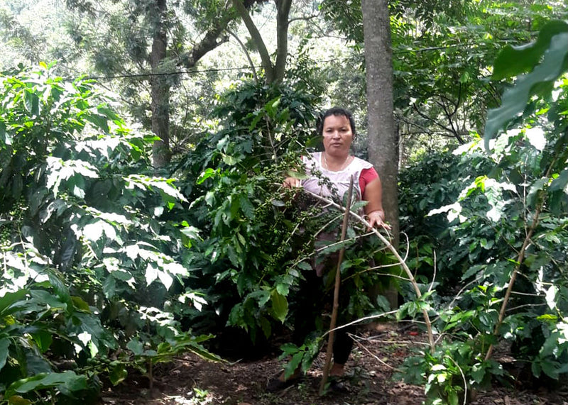 GUATEMALA FT ORGANIC ORFA CONSTANZA SHB EP - *50115V* - 25324 - GrainPro Bags - SPOT SEAFORTH